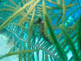 Eloise and Long Snout Seahorse IMG 5983